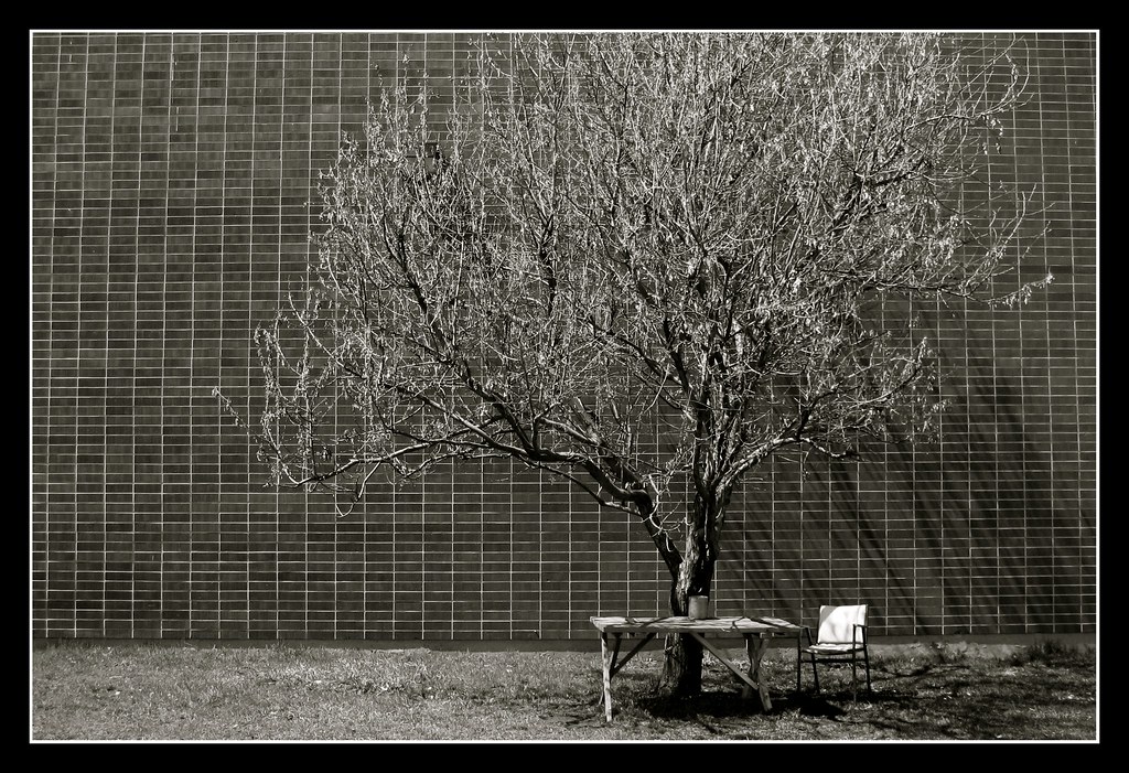 Urban Tree. Bozeman, MT. Neil Lande Flickr