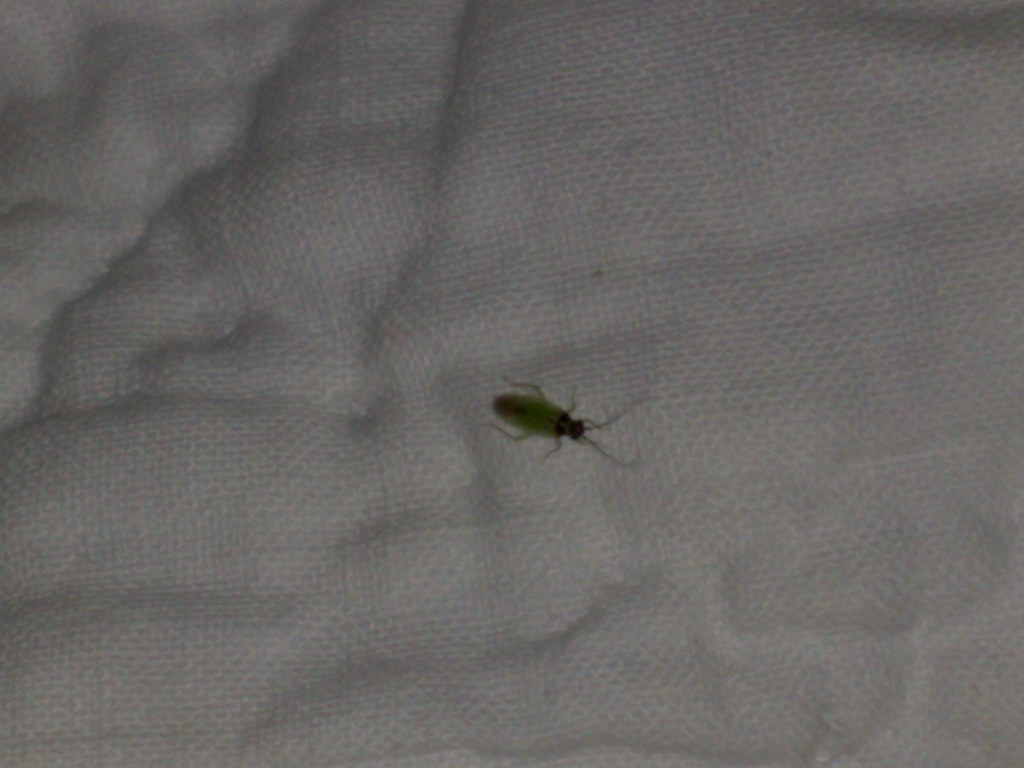 04112010325 pesky flying biting tiny green bug. 1cm at its… Flickr