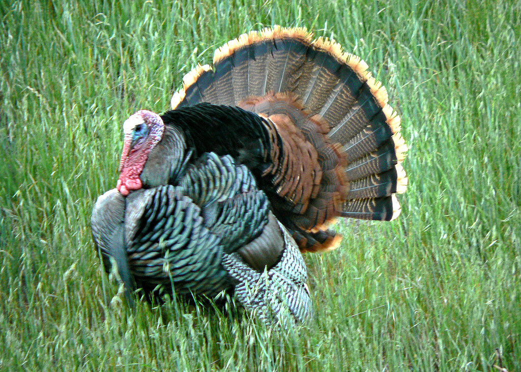 Tom Turkey April07, Mt. Diablo area of Northern California… Flickr