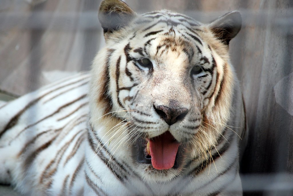 A Lonely White Tiger All white tigers come from an India w… Flickr