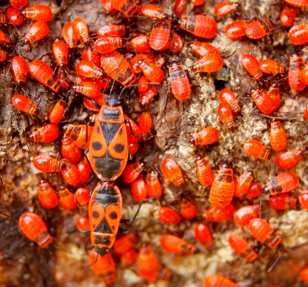 Red Bugs Taken for the Flickr