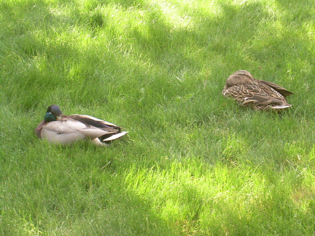 dscn0860 Roosting ducks in our courtyard, 05/2007 gummyforest Flickr