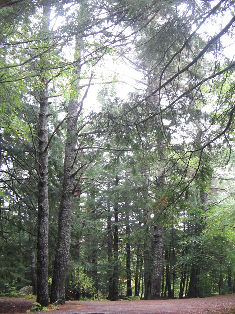 Eastern Canadian Forest Camerons Landing John Douglas Flickr
