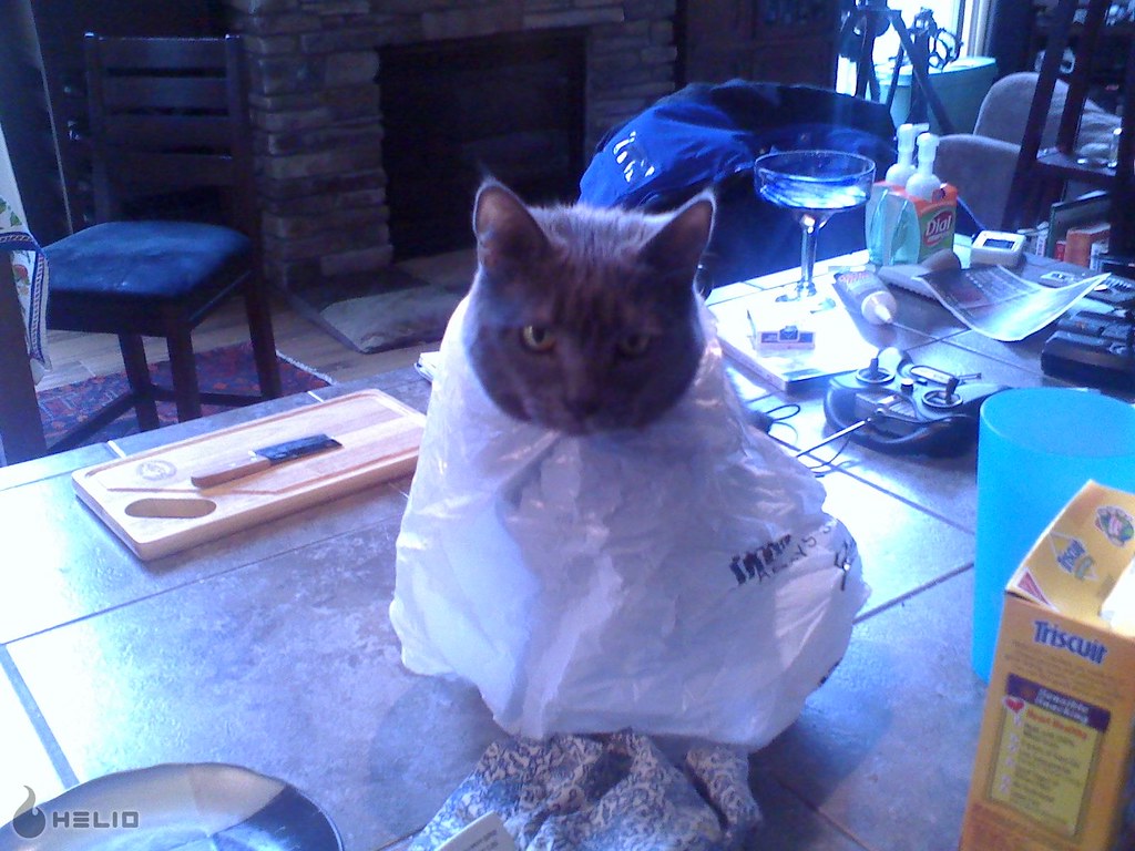 natasha Cat in plastic bag Aaron Holmes Flickr