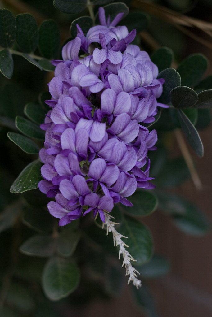 Texas Mountain Laurel Smells like grape juice. Sophora sec… Flickr