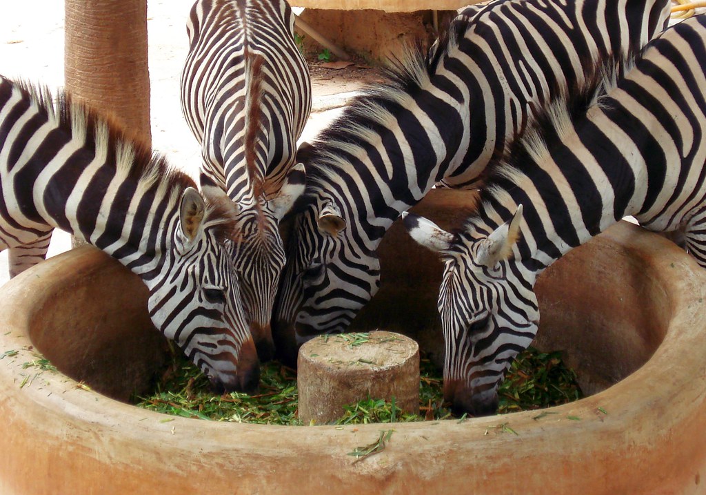 Lunch time View large Zebras at lunch at the Shenzhen safa… Flickr