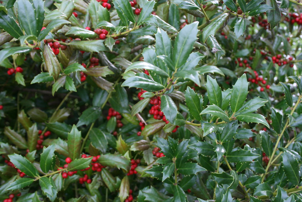 Holly bush Taken in my front yard. Pam Corey Flickr