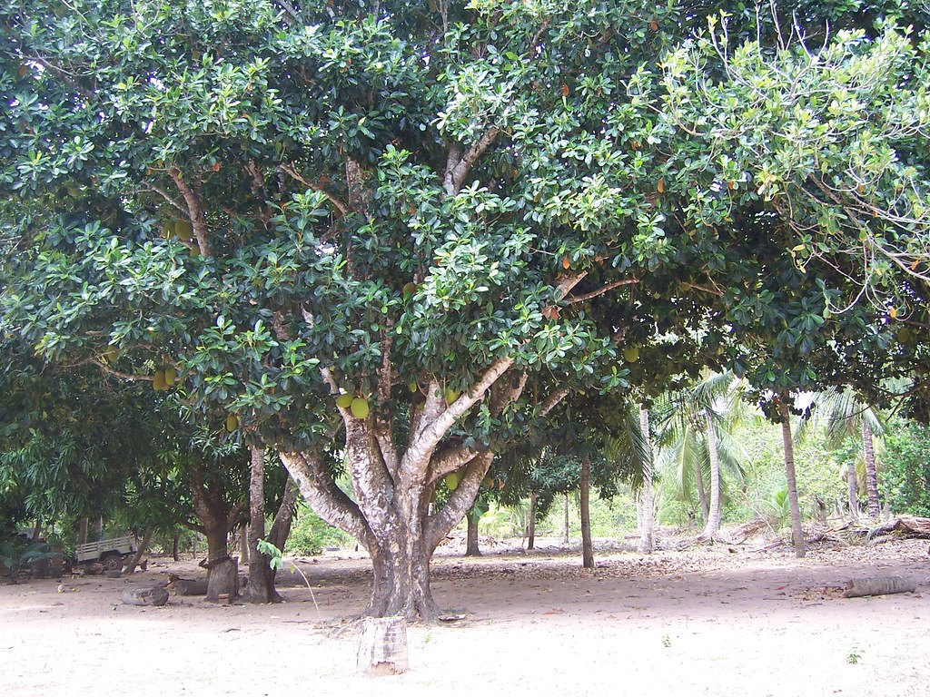 Don't mean Jack This is a jack fruit tree. Tom Barton Flickr