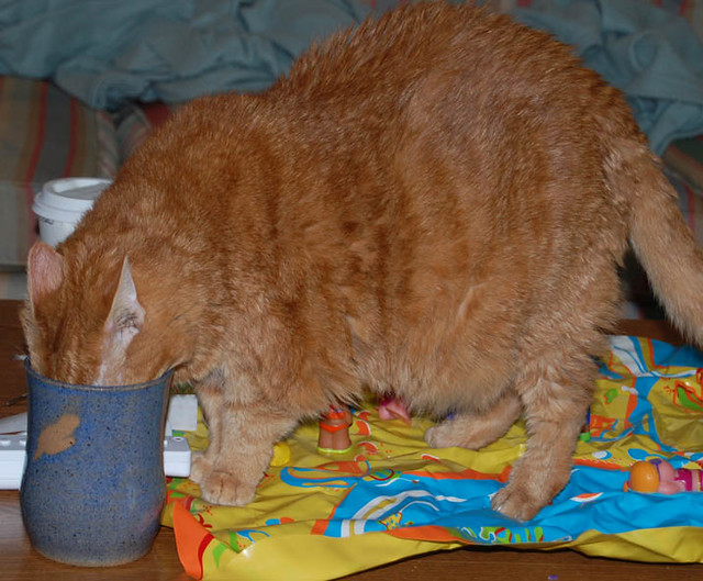 cat drinks Why must you always drink my water, cat? Why? emisanboo Flickr