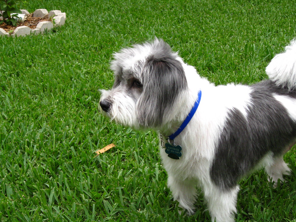 Maltese Mix Breeds 26 of the Most Popular Mixes (w/ Pictures)