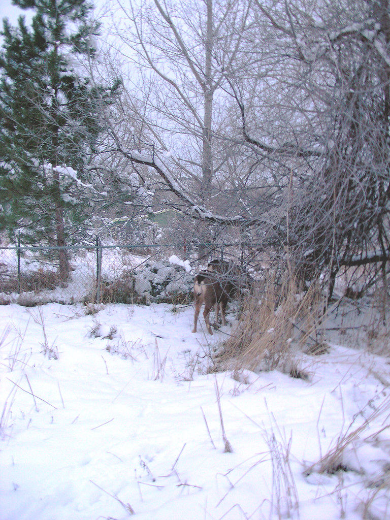 Flickriver Photoset 'My Deer Yard' by shankargallery