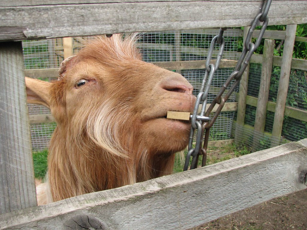Goat eating chain, Heeley City Farm "mmm, metal" Tim Herrick Flickr