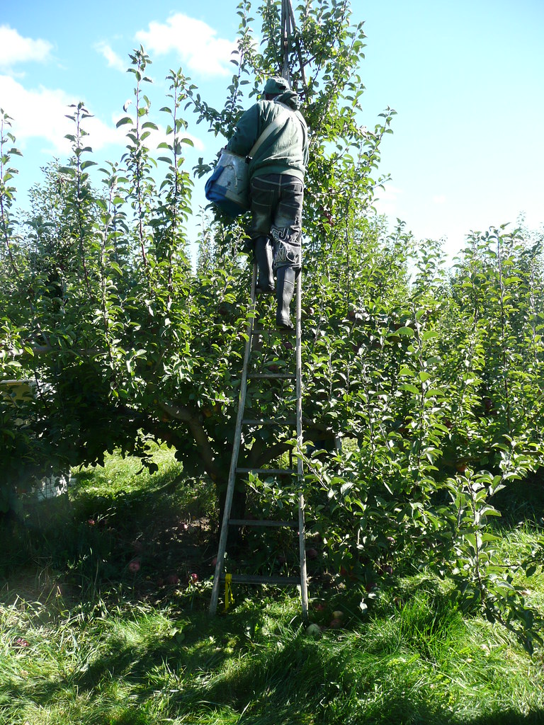 apple picking, harvard, ma watson.stuart Flickr