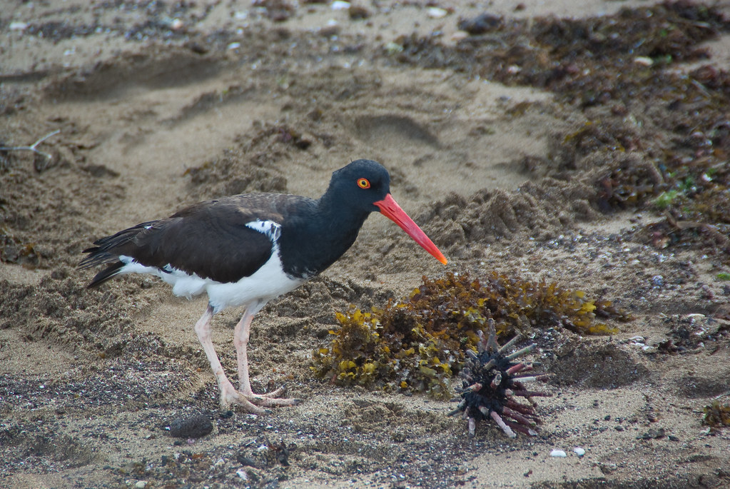 American Oyster Catcher mmm, lunch! Wil Macaulay Flickr