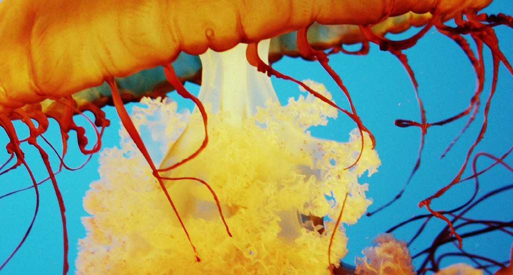 Another jellyfish I love the colors in these jellyfish pic… Flickr