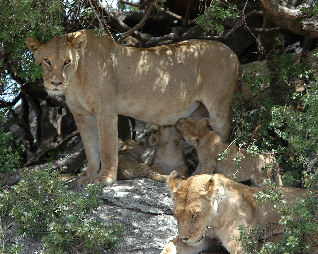 Lion Mum & Bubs 1 Serengeti National Park, Tanzania, Afric… debbie_clothier Flickr