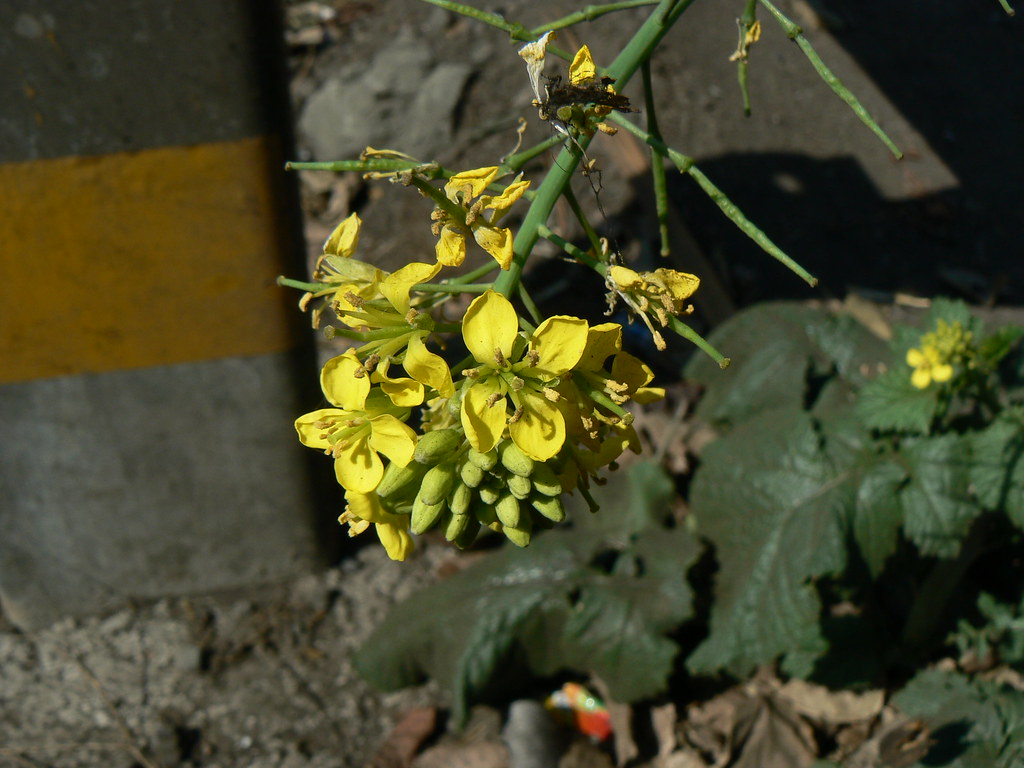 Brassica juncea Brassicaceae (mustard, or cabbage family) … Flickr