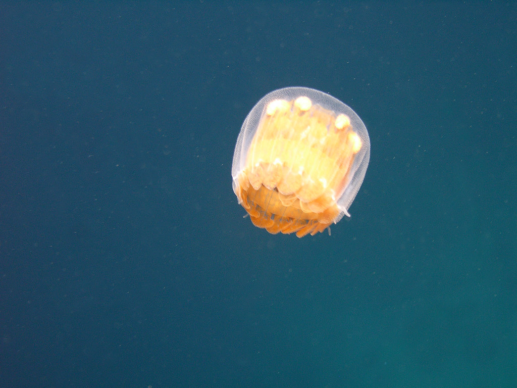 thimble jelly fish a photo on Flickriver