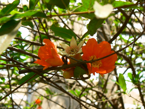 Anaar (Hindi अनार) Botanical name Punica granatum [ (P… Flickr