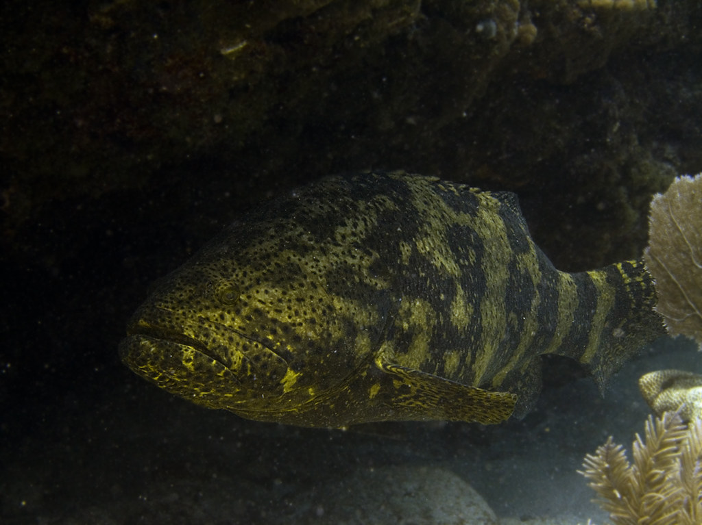 04202007 molasses reef fish 15 Todd Reimer Flickr