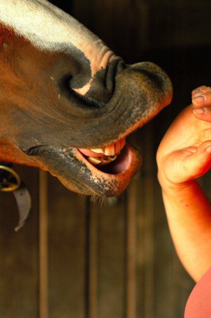 Horse Lips Are Funny. Wes Thomas Flickr