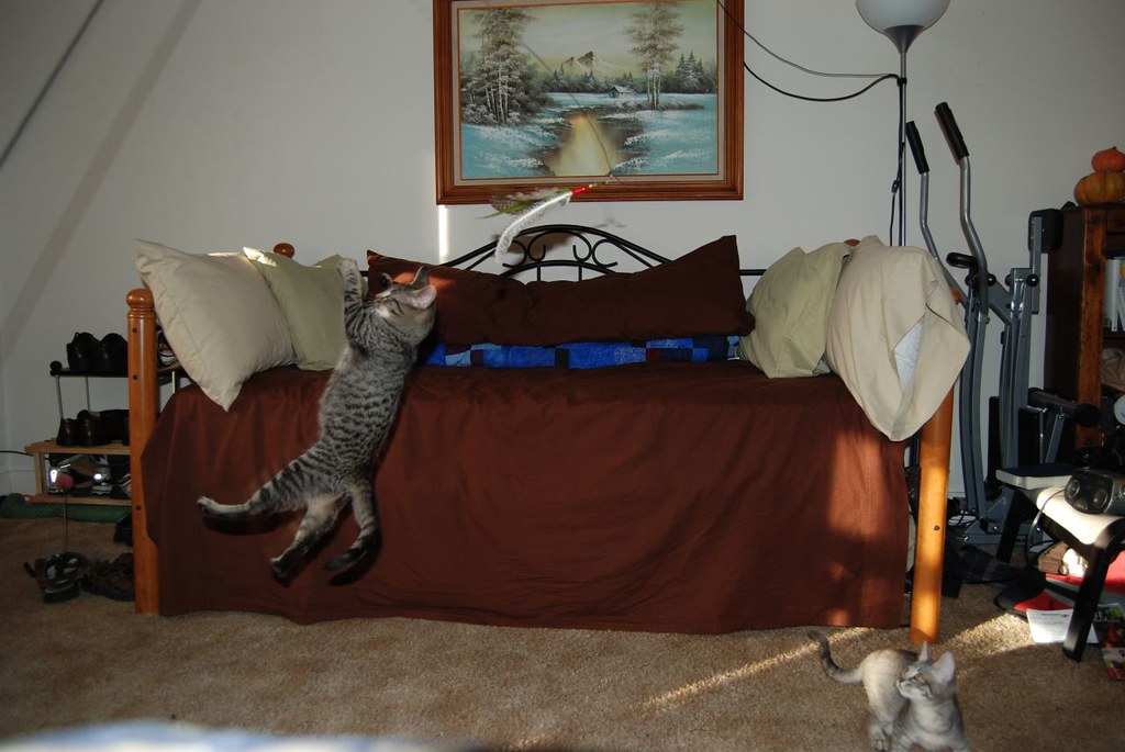 Jumping Kittens Flickr