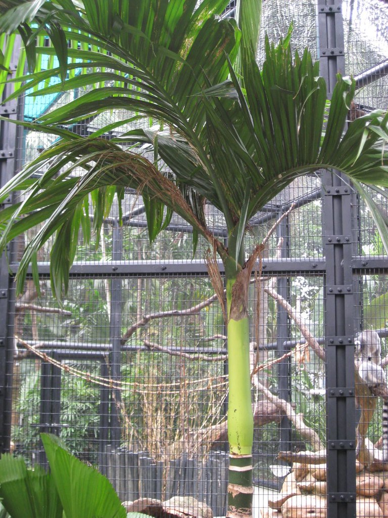 Areca catechu (Betel Nut Palm, Pinang) Common name