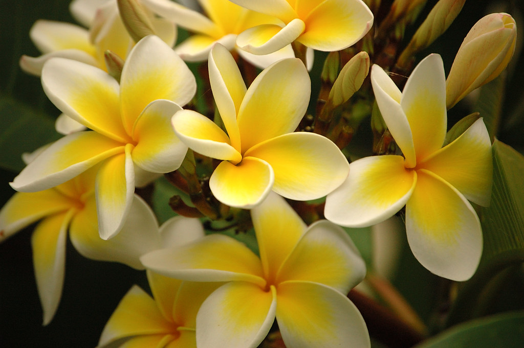 Summer has arrived Frangipanis in bloom must mean summer h… Howard