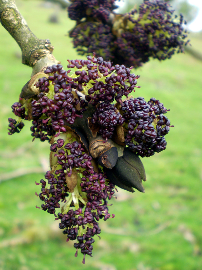 Ash tree blossom. I kept noticing the flowering buds of th… Flickr
