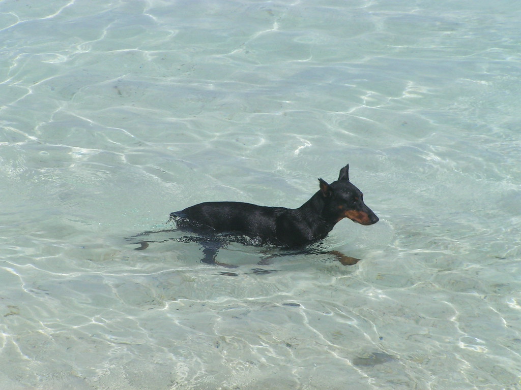 Bora Bora dog in water nauticalbutnice2 Flickr