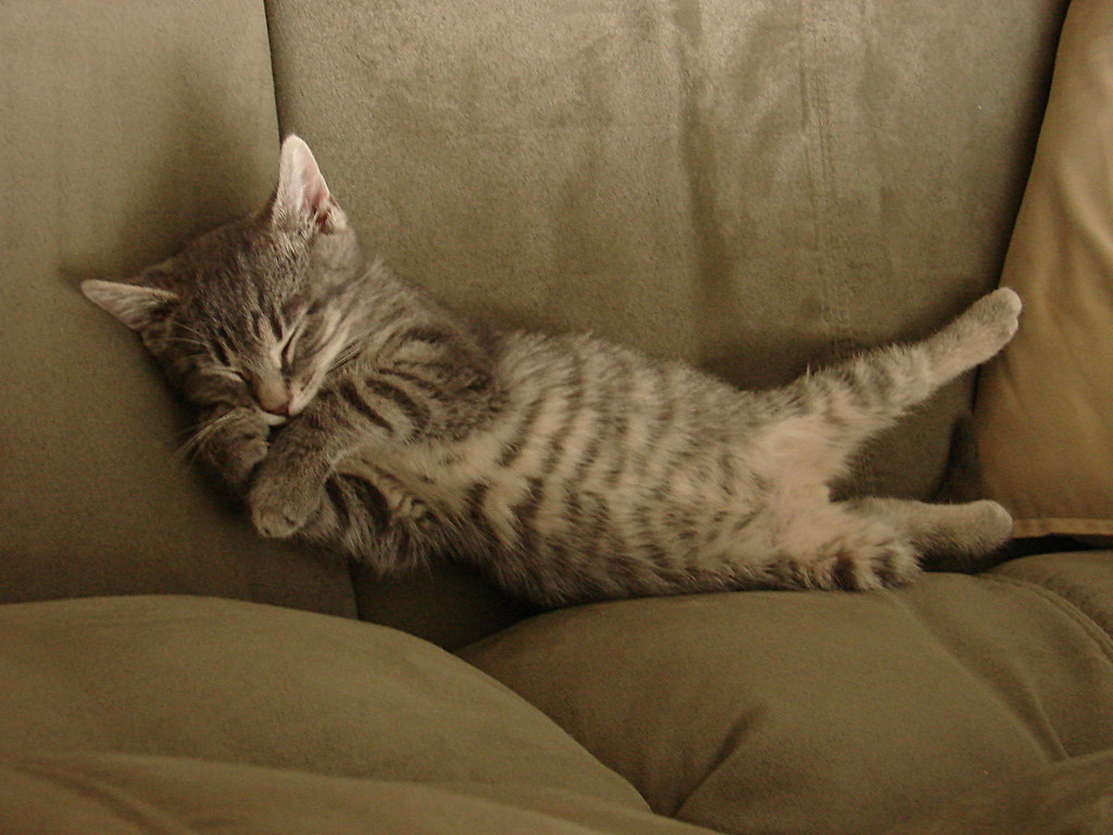 see cat sleep sleep, cat, sleep Jen Flickr