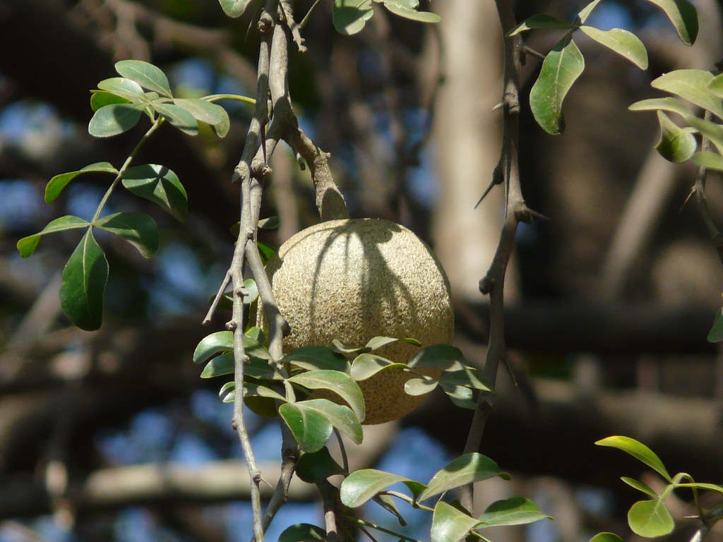 Kawath (Marathi कवठ) Rutaceae (ruta, or citrus family) » … Flickr