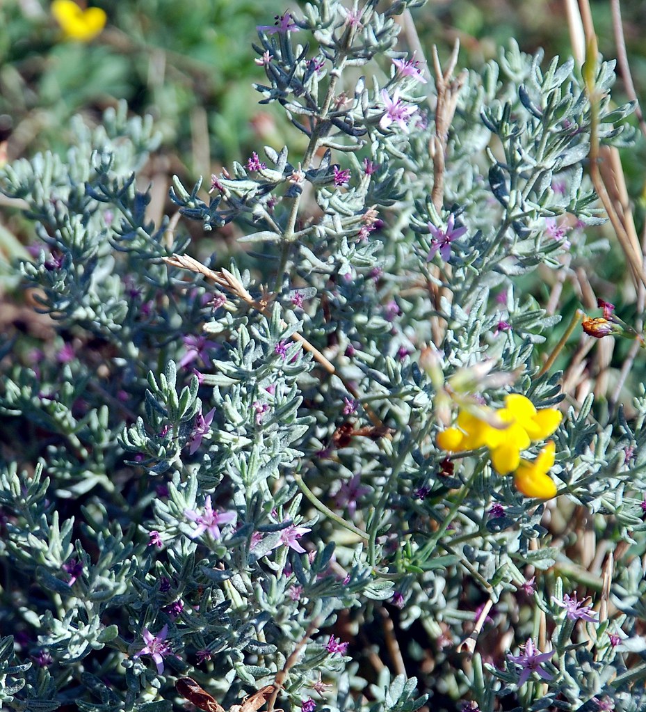 Frankenia salina Alkali Heath near Brentwood, CA Flickr