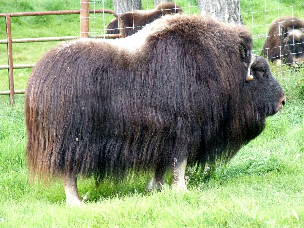 Musk Ox This is the profile of one of the larger female mu… Flickr