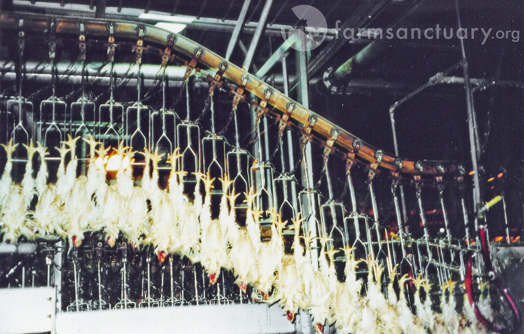 Chicken Slaughter Hung upside down by shackles, thousands … Flickr