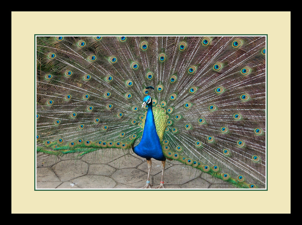 Proud as a Peacock Worth viewing in large Newquay Zoo, Co… Flickr