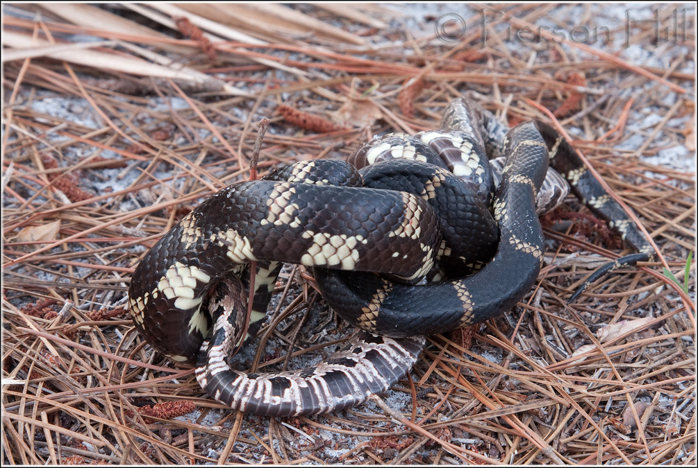 Eastern Kingsnake eating cottonmouth 3/10 An Eastern Kings… Flickr