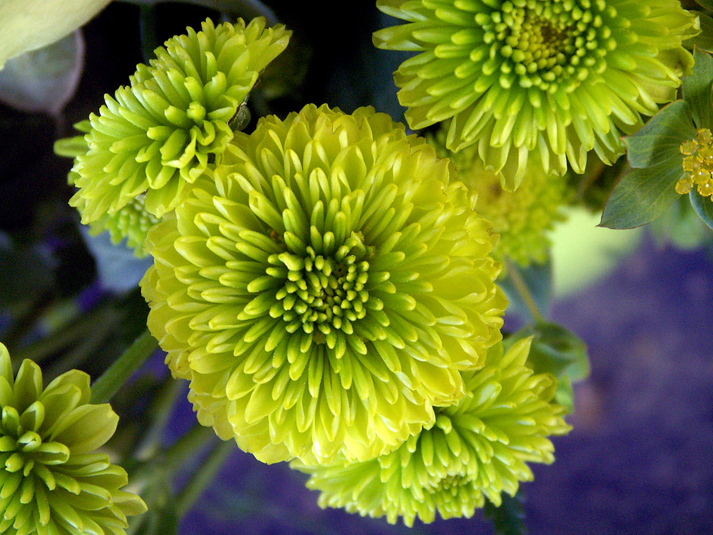 Green Mums for Mum's Day From a week weeks ago, a shot of … Flickr