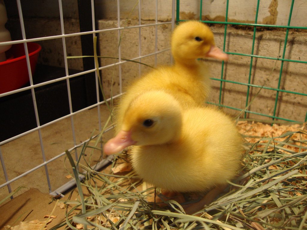 Ducklings Ducklings 2 weeks old Lyndi Thompson Flickr