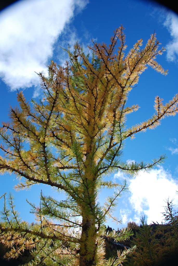Larch Tree Larch tree in Autumn in Kananaskis Country, Alb… Flickr
