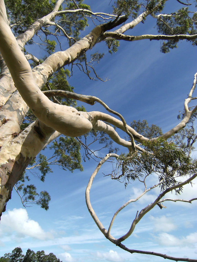 17Nov072 A gum tree (eucalypt) shedding its bark, which s… Flickr