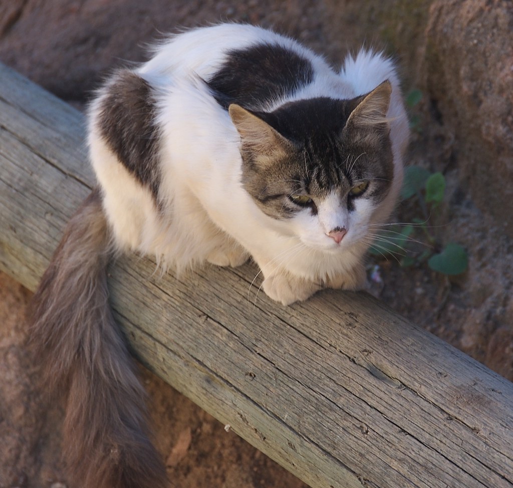 Ethiopian Cat I didn't see many cats while I was in Ethiop… Flickr