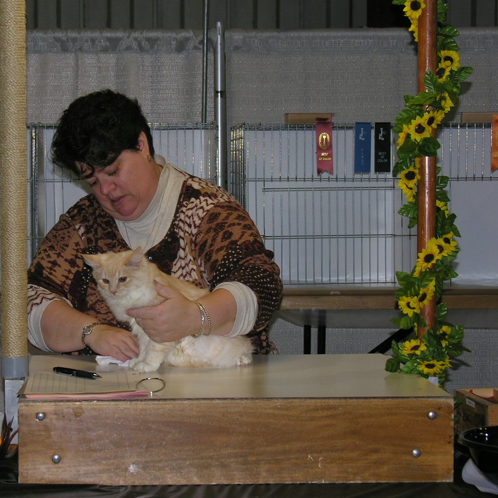 Candy Harmes judging the Kitten Class Black Eyed Susan Cat… Flickr