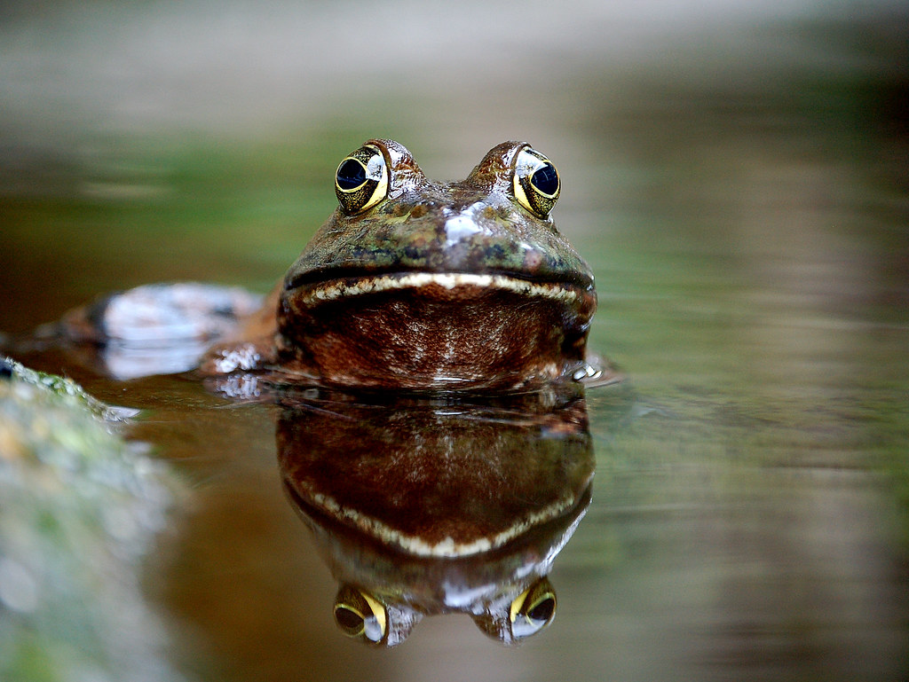 Bullfrog and Reflection BBMaui, Kauai, Hawaii. To get this… Flickr