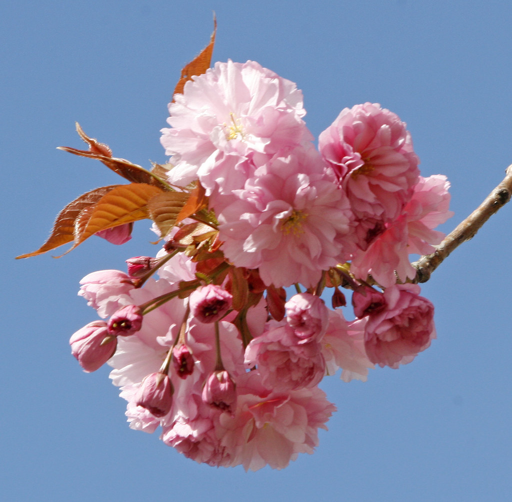 Flowering Cherry (Kwanzan) (Prunus serrulata) Rick Leche Photography Flickr
