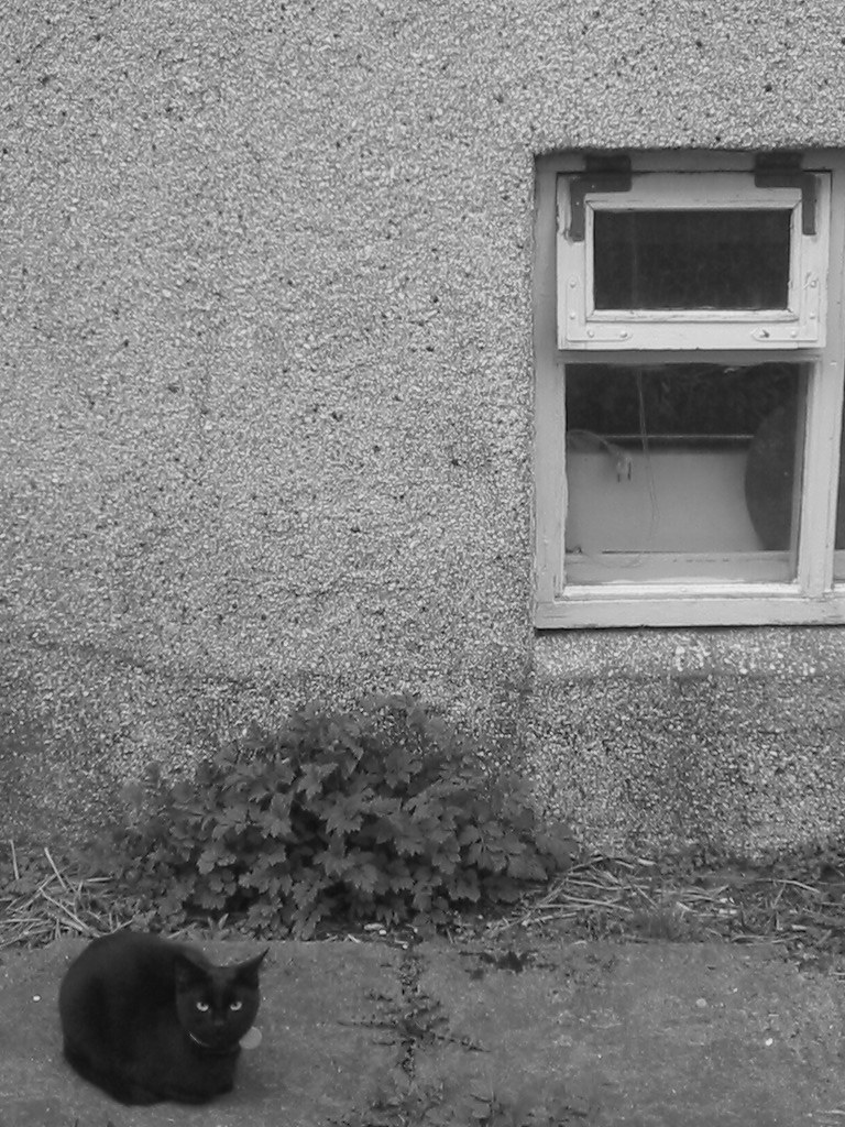 Cat burglar Helgi Halldórsson Flickr