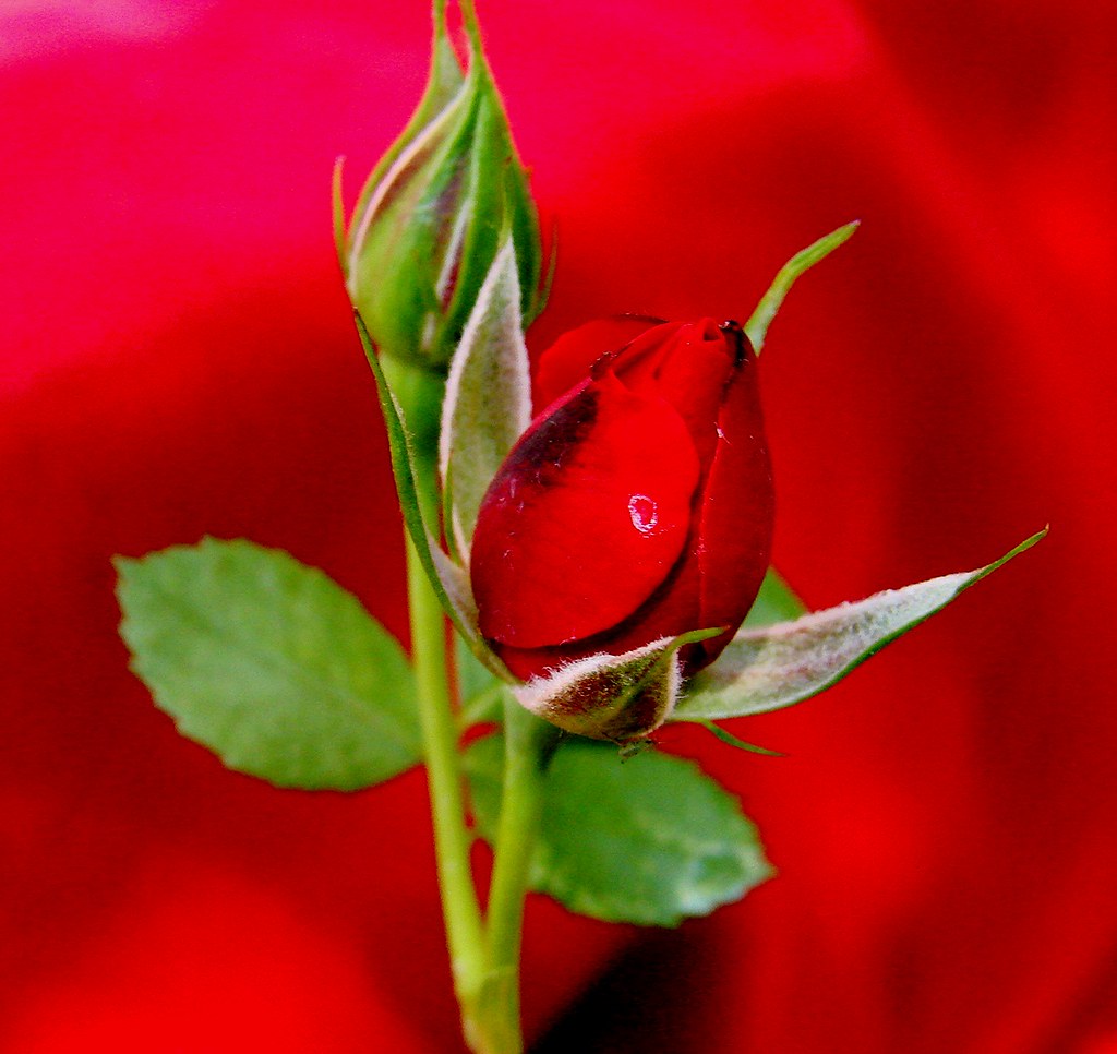 rose bud Flavia Flickr