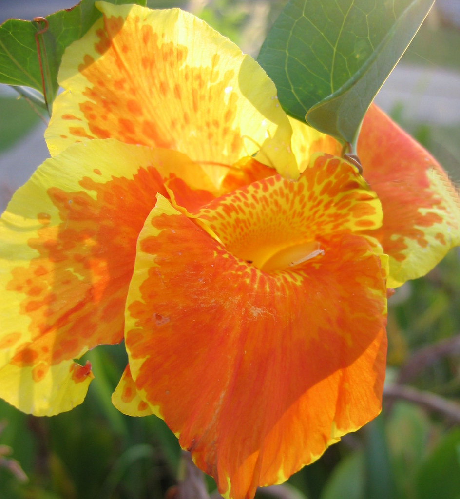 orange flower Looks like those Hawaiian flowers huh?! Michelle Flickr