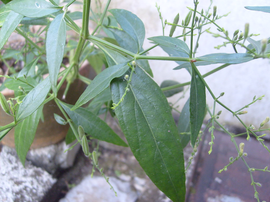 Daun Hempedu Bumi Scientific name Andrographis