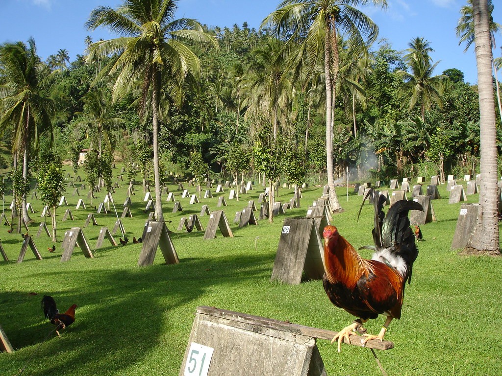 DSC06244Game Farm Breeding gamefowl is one of the many ch… Flickr